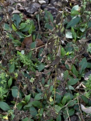 Symphyotrichum drummondii