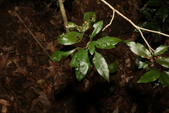 Heritiera trifoliolata