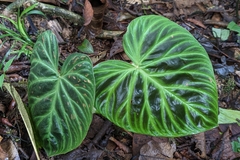 Philodendron verrucosum image