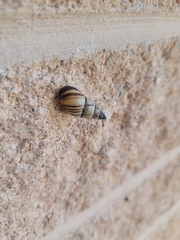 Drymaeus multilineatus