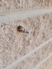 Drymaeus multilineatus