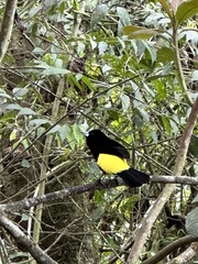 Ramphocelus flammigerus icteronotus