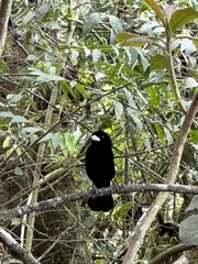 Ramphocelus flammigerus icteronotus