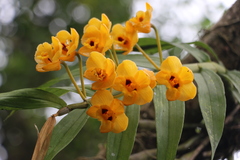 Dendrobium