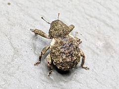 Imaliodes ventralis