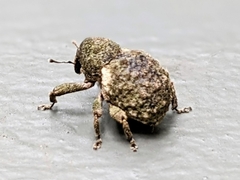 Imaliodes ventralis