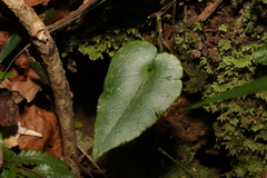 Pellaea paradoxa