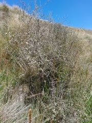 Olearia bullata