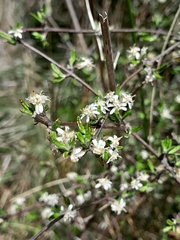 Olearia bullata
