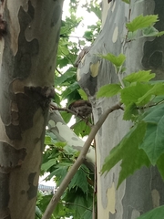 Passer domesticus
