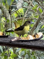 Ramphocelus flammigerus icteronotus