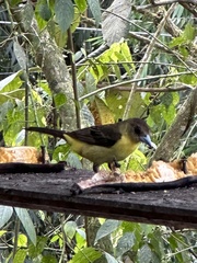 Ramphocelus flammigerus icteronotus