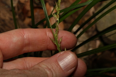 Carex breviculmis