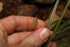 Carex breviculmis