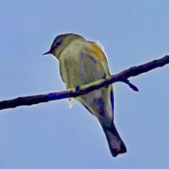 Setophaga coronata