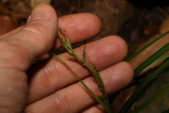 Carex breviculmis