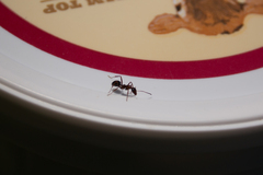 Formica pallidefulva