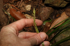 Carex breviculmis