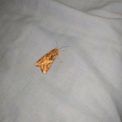 Spodoptera cosmioides