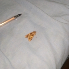 Spodoptera cosmioides