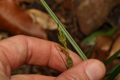 Carex breviculmis