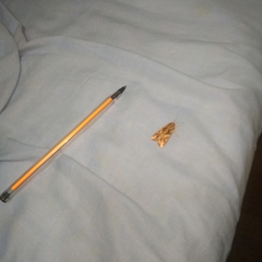 Spodoptera cosmioides