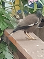 Acridotheres tristis