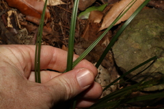 Carex breviculmis