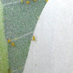 Aphis nerii