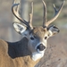 White-tailed Deer - Photo (c) unknownalloy, some rights reserved (CC BY-NC)