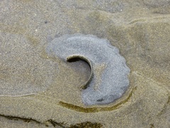 Polinices panamaensis