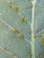 Aphis nerii