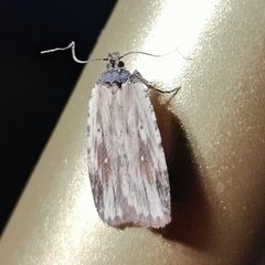 Agonopterix atrodorsella