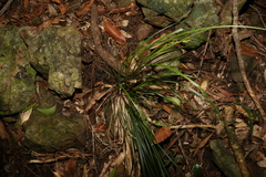 Carex breviculmis