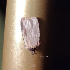 Agonopterix atrodorsella
