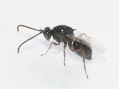 Figitidae