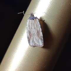 Agonopterix atrodorsella