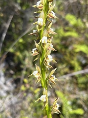 Prasophyllum australe