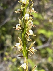 Prasophyllum australe