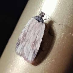 Agonopterix atrodorsella