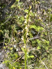 Prasophyllum australe