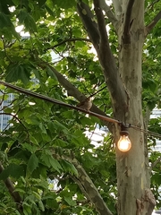 Passer domesticus