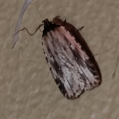 Agonopterix atrodorsella