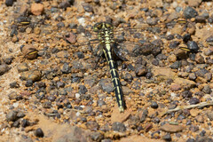Austrogomphus guerini