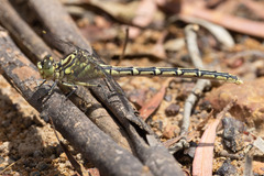 Austrogomphus guerini
