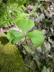 Trillium