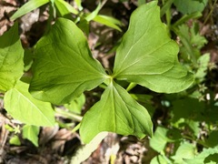 Trillium