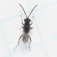 Figitidae