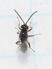 Figitidae