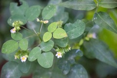 Oxalis barrelieri